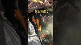 Lihat ikan #berenang #trending #koifish #iburumahtangga #viral #ikanviral #aneh #lucu #fyp