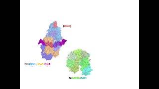 Structural Mechanisms for Replicating DNA in Eukaryotes: Supplemental Video 1