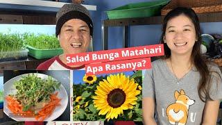 Salad Microgreen Bunga Matahari - Mantap!