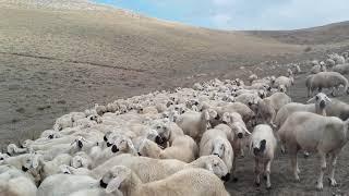 Kangal koyun la türkü nun  buluşması  { cesmeye  iniyi  güzelin hası  Tarık kara }