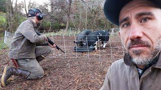 First time Family Pig Harvest on 1.5 acre Homestead with no tractor