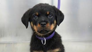 This is your sign to get a Rottweiler | Adorable Rottweiler puppy