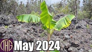 Off Grid Hawaii Property Walk ::  May 2024