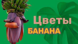 Цветы банана