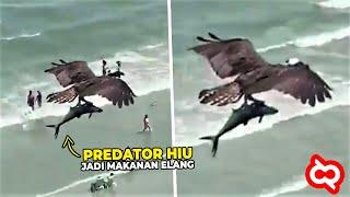 Video Ini Bukti Keganasan Elang Berburu Mangsa! Ikan Hiu jadi Santapan Sang Predator Penguasa Langit