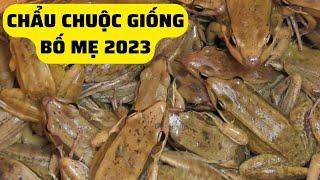 Chẫu Chuộc Giống Bố Mẹ Mới Nhất 2023  – Trại Giống Đông Sơn