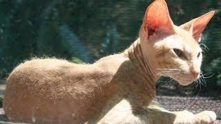 Animal Planet  :  Cats 101 ~ Peterbald