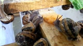 Snail farm breeding room,feeding 1.Kerry Escargot