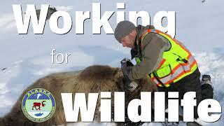 Brown Bear Density Study, Working for Wildlife