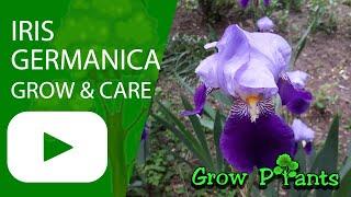 Iris germanica - grow & care (German Iris)