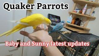 Quaker Parrot Talking | Quaker Parrot Sounds | Monk Parakeets