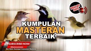 #1 Kompilasi 3 Masteran Untuk Murai Batu Juara Cucak Cungkok Cucak Jenggot Kolibri Manggar️