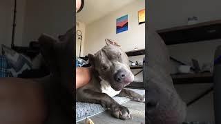 #dog #short #pitbull #pit#pitbullsoftiktok #pitbulls #doggo #learningtodog #head