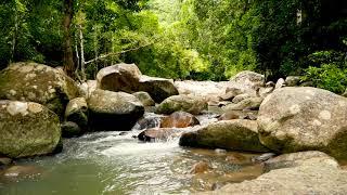 Calming Sound of Little Mountain River Flowing in Rainforest. Gentle River, White Noise for Sleeping