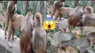 Monkey gorilla romance meeting / monkey love story#love