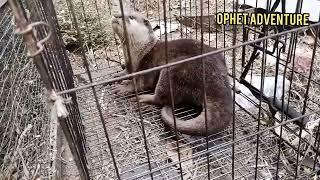 sentot teman petualang ophet 26 sep 2023 #animals