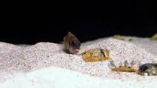 Lamprologus speciosus Kizike WF spawning - Tanganyika shell dwellers - Muszlowce.pl