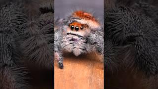 adorable jumping spider