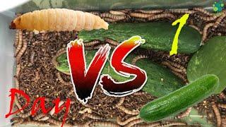 Maggots vs Cucumbers Day 1