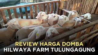 review harga domba jantan dan betina di hilwaya farm