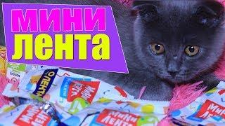 КОТ БАТТЕРС МИНИ ЛЕНТА ИГРУШКИ АКЦИЯ ЧЕЛЛЕНДЖ ВСЯ МОЯ КОЛЛЕКЦИЯ РАСПАКОВКА