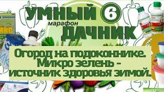 Огород на подоконнике. Микро зелень - источник здоровья зимой. @Маргарита Коршунова