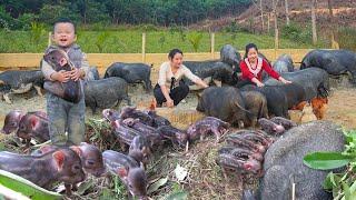 Take Care of Newly Born Wild Boar Herds - GAU Loves to Help His Mother & Aunt Phin | Thanh Hien