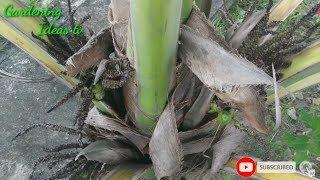 The Best Dwarf coconut tree, 2 Years Old