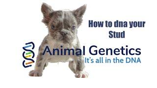 HOW TO DNA TEST YOUR DOG (ANIMAL GENETICS )