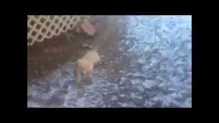 Golden Retriever Pup gets new view of lake