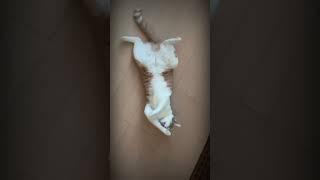 Kucing Cantik Imut Comel | Cat #shorts #kucinglucu #shortsfeed #cats #fyp #animals #2023