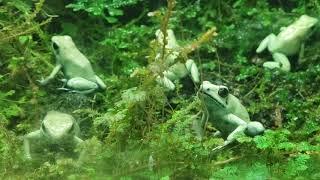 Golden "mint" poison dart frogs. Phyllobates terribilis (mint) eating fruit flies at a zoo