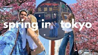 Chasing Cherry Blossoms In Tokyo Japan.. 
