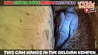  LIVE Stock Dove Nest Box Cam - Wechelderzande (Belgium)