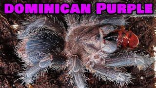 Phormictopus sp. Dominican Purple - czym w zasadzie jest? OPIS GATUNKOWY