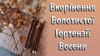 ВКОРІНЕННЯ Волотистої Гортензії ОСІННЮ в Листопаді