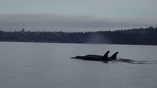 Orca Mother That Mourned Dead Calf in 2018 Seen With Deceased Newborn Near Seattle