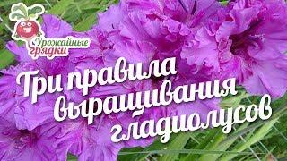 Три правила выращивания гладиолусов #urozhainye_gryadki