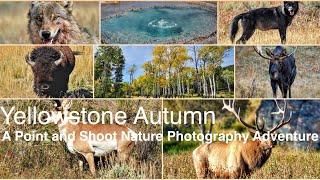 Yellowstone Autumn: A Point and Shoot Nature Photography Adventure: Sony a6700, a5100