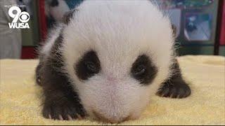 National Zoo's baby panda goes live for first virtual meet and greet