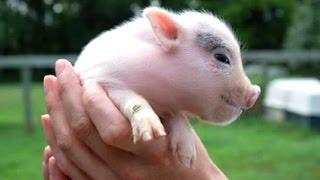 Ultimate Cute Micro Pig Compilation 2014 [NEW]