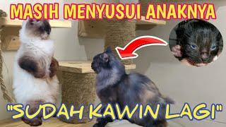 INDUK KUCING MASIH MENYUSUI|KAWIN LAGI