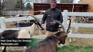 Bug Out Strategy with Pack Goats