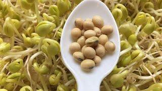 How To Sprout Soybeans - Cheap an Easy Method