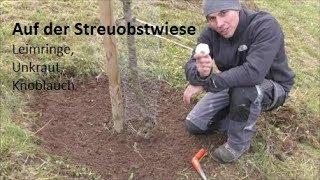 Auf der Streuobstwiese - Leimringe, Unkraut, Knoblauch