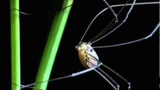 Harvestmen Daddy Longlegs