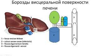 УЗ анатомия печени