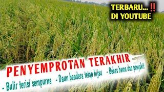 CARA MEMPERCEPAT PENGISIAN BULIR PADI‼️penyemprotan terakhir tanaman padi