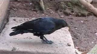 Joe the talking crow