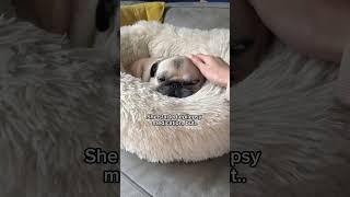 My Dog’s Inspiring Epilepsy Story ️‍🩹 #pug #dog #epilepsy